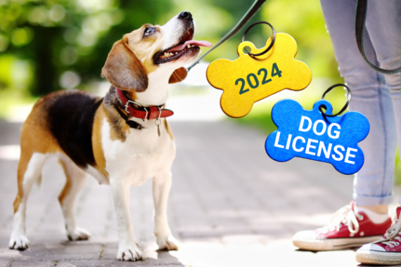 Beagle Photo With Dog License Tag Graphic