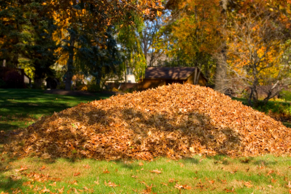 Fall 2024 Leaf Collection