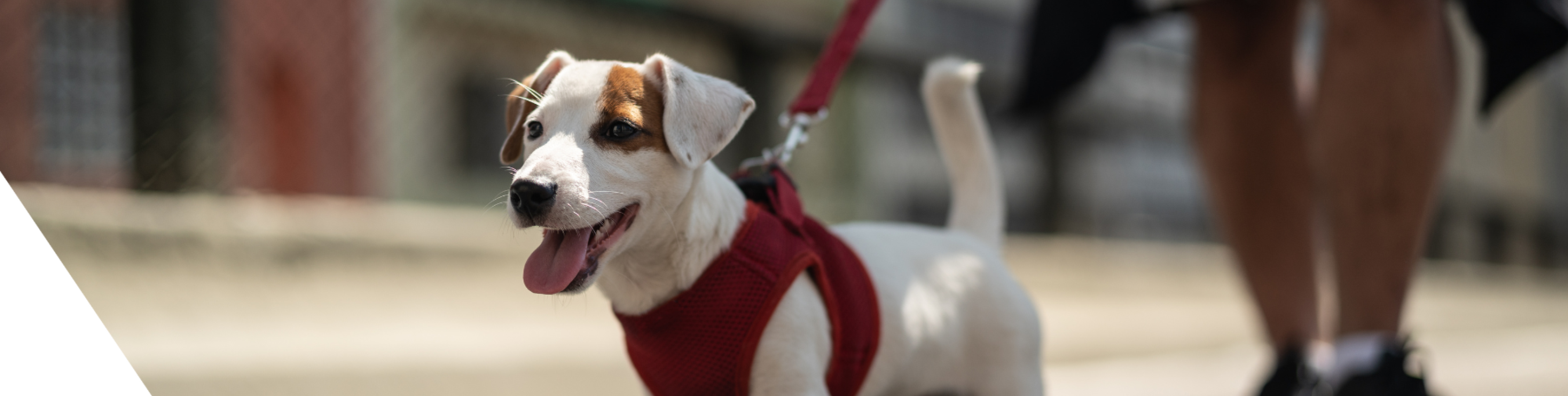 photo of dog on leash