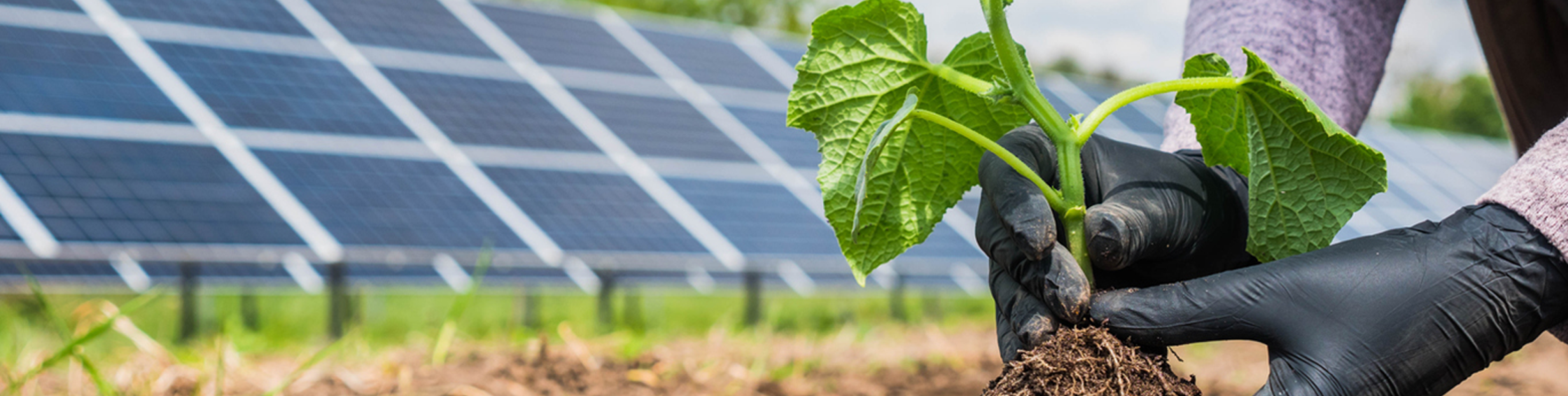 solar panels and a plant