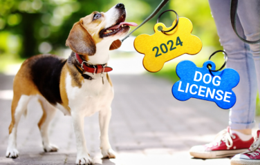 Beagle Photo With Dog License Tag Graphic