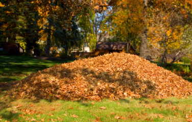 Fall 2024 Leaf Collection