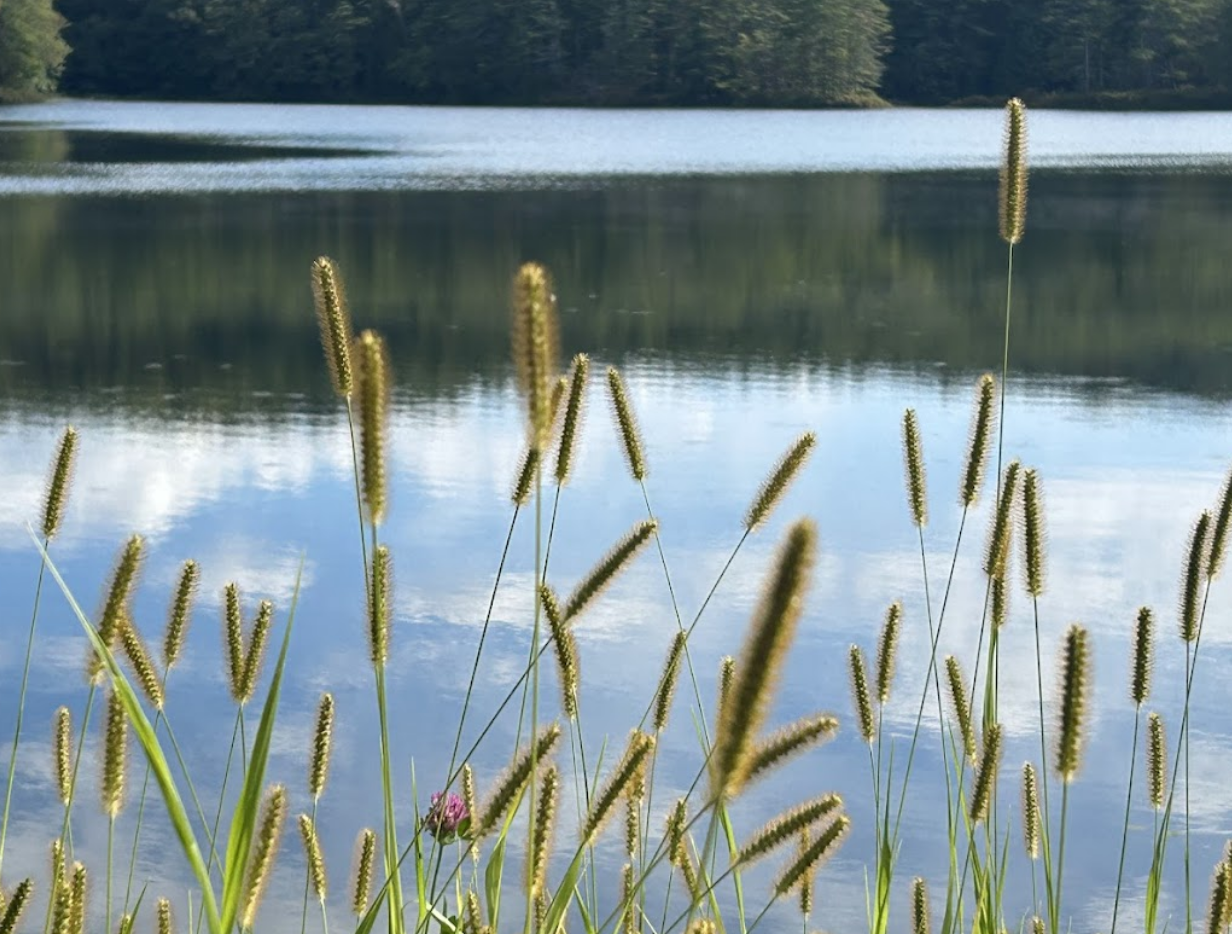 Goose Pond view