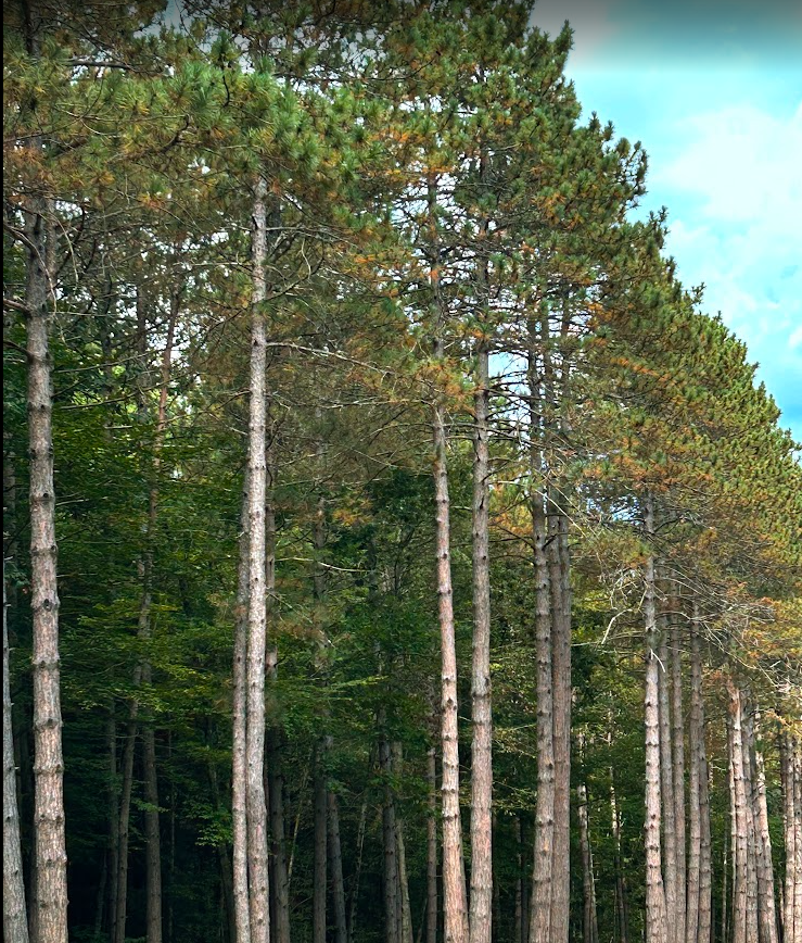 evidence of red pine scale along Dinsmoor Woods