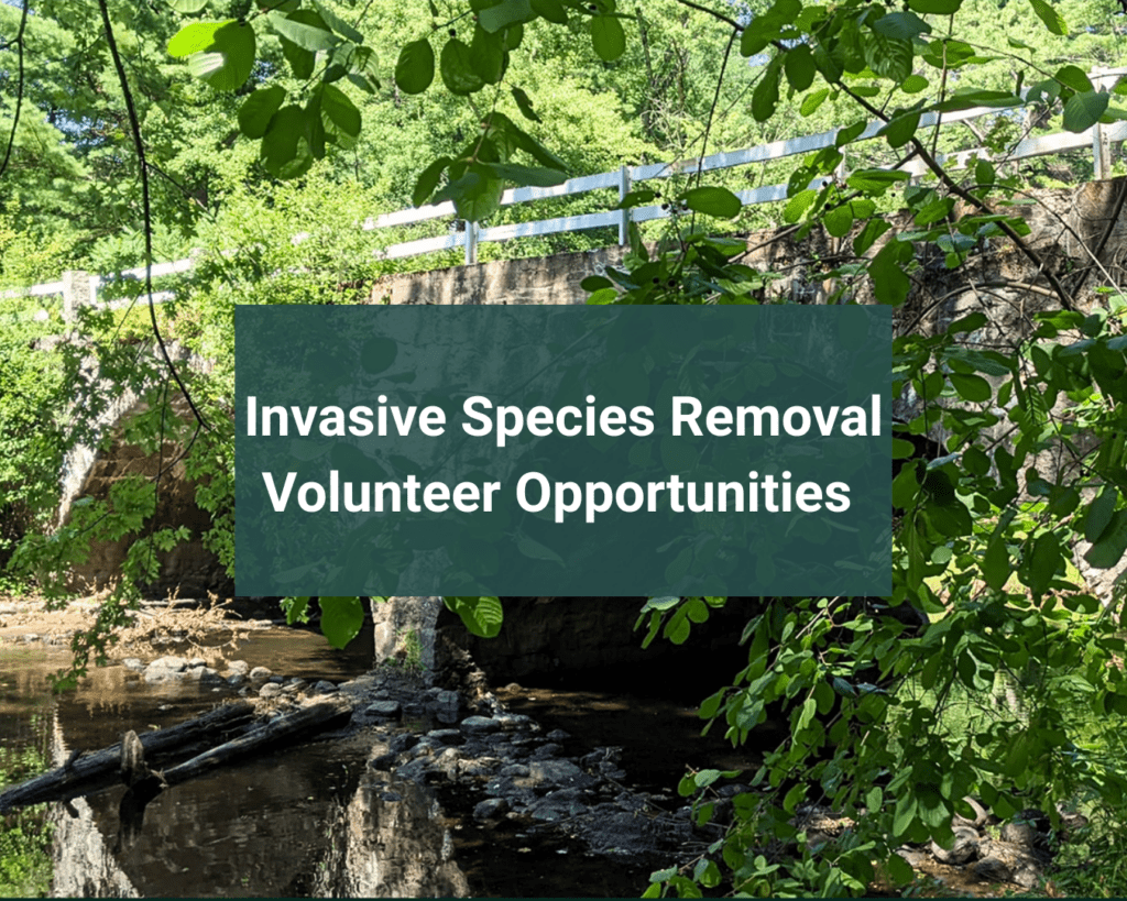 Stone Arch Bridge in Keene. Text on image reads "Invasive Species Removal Volunteer Opportunities"