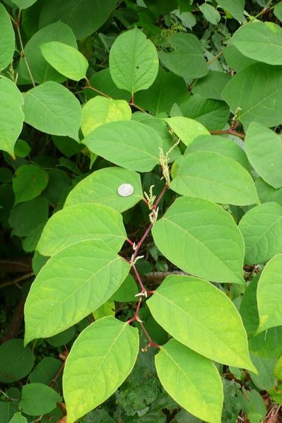 Close up of Japanese Knotweed plant with a coin on a leaf to compare size.